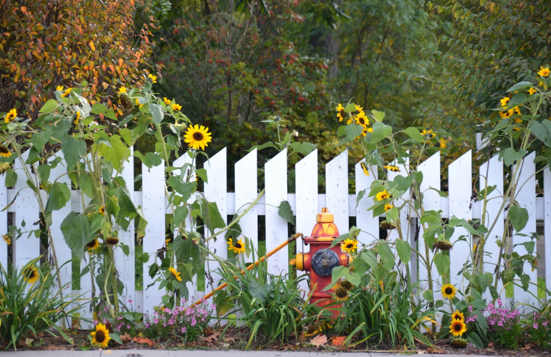 ein Hydrant in einem Garten